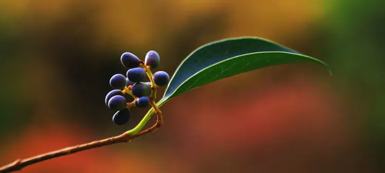 格桑花种子有什么药用功效吗图片