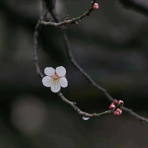 生活——拜年随感