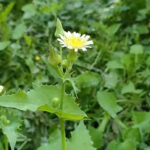 林荫道上的“爱”——牵手一生   相伴到老