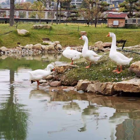 智慧公园半日游