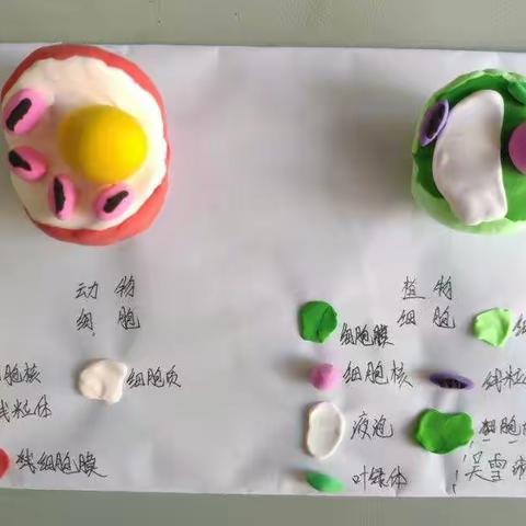 七年级“植物细胞”和“动物细胞”模型制作比赛