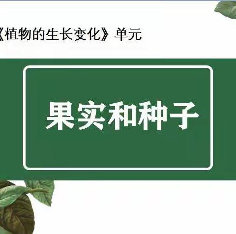 同上一节课，科学共研究 ——果实和种子