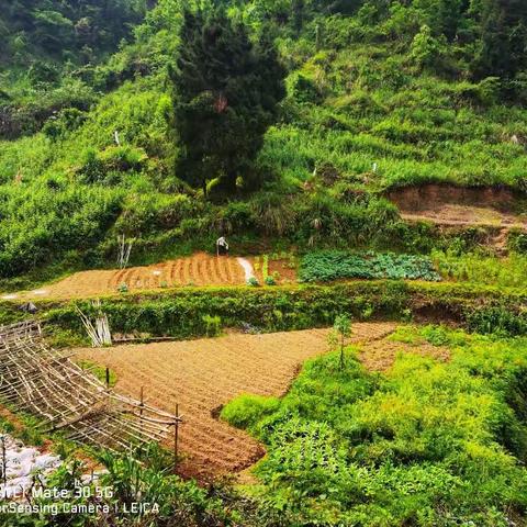 开一片荒，生一丘芒