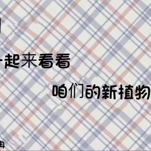 镇江市润州区实验幼儿园第一分园小三班陶芝冉植物小介绍