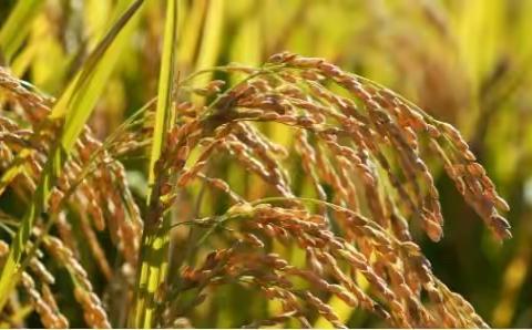 珍惜粮食、反对浪费——记阿尔山市第一小学组织开展观看公共机构反食品浪费政策宣传贯彻“云课堂”活动
