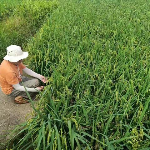 凤会村委会开展耕地种植利用专项调查大行动