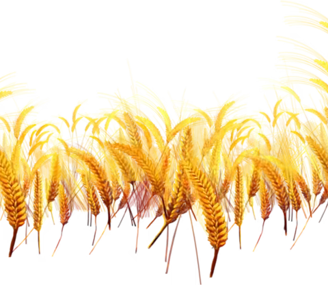 【五育并举•德育先行】《节约光荣、浪费可耻》爱惜粮食，从我做起。