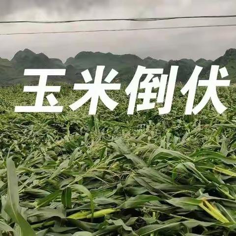 紧急预警！暴雨还在继续！玉米淹水倒伏了，怎么办！