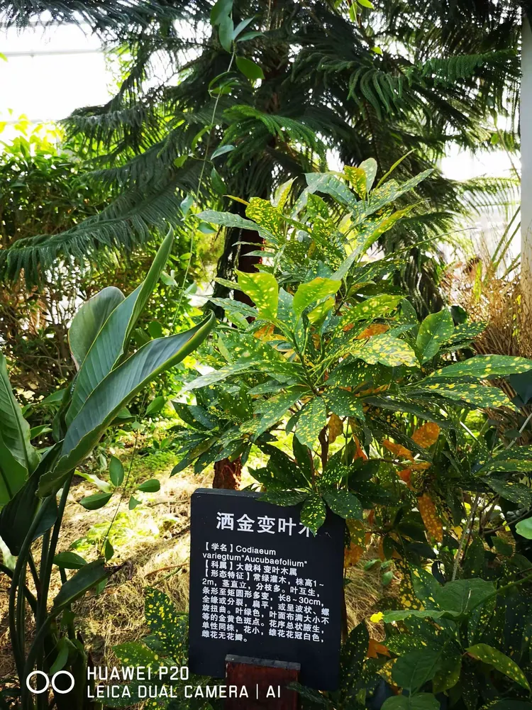 灵璧植物园图片