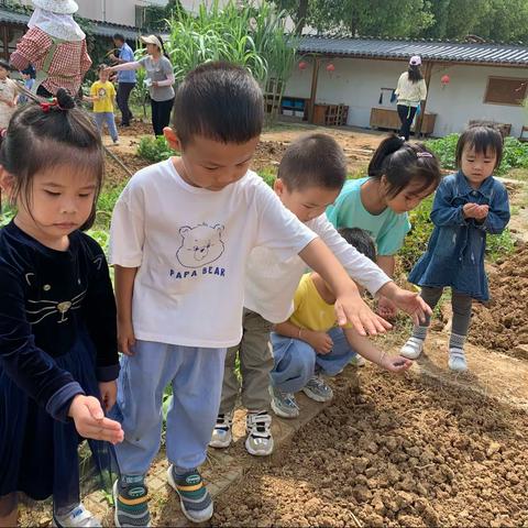 《西葫芦种植记》