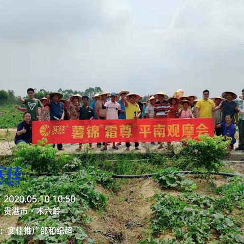 实佳®薯锦霜尊®平南观摩会