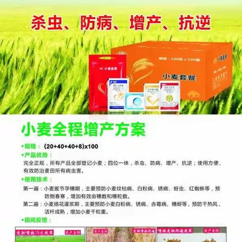 麦驰®在返青拔节期的应用效果展示