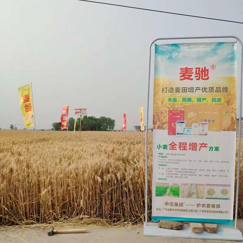 护农®麦驰®辉县观摩会