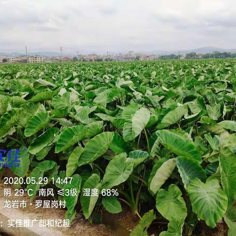 芋上薯锦霜尊，疫病消失无痕
