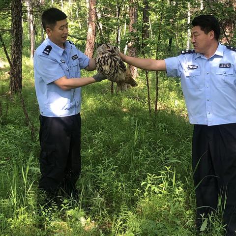 救助放飞野生鸟