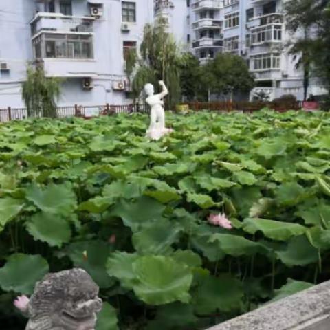 夏日南圩荷池荷花绚丽绽放