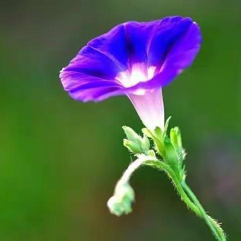 我的牵牛花观察日记🌸