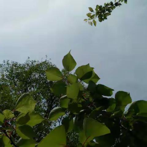 GROWING  TOGETHER   --天鹅泡芙的美篇