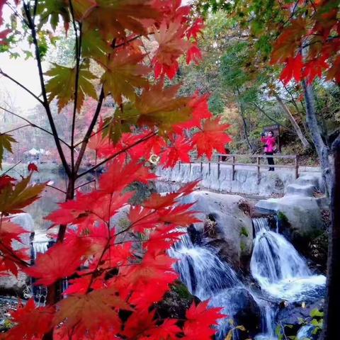 青山绿水，白草红叶黄花。