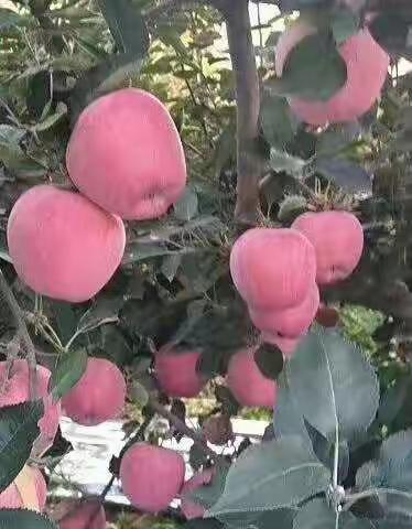 阳光的美篇