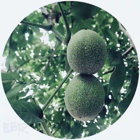 独领风骚异地无，嫌寒嫌暑性为孤；山农称作摇钱树，金果飘香在五湖。