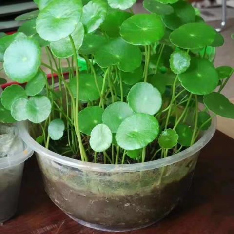 铜钱化草本非花，衰盛不因贫富家。
