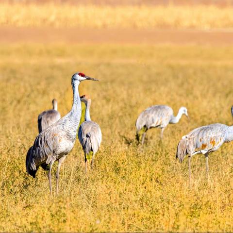 沙丘鹤（Sandhill Crane）