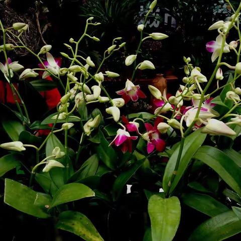 首界“长江上游城市花卉艺术博览会”在重庆江北嘴公园隆重开展