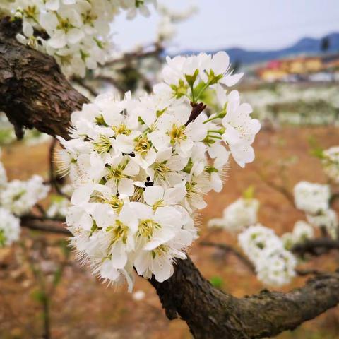 年来到处觅风光，欲话诗书在沈庄