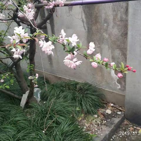 20190331田林