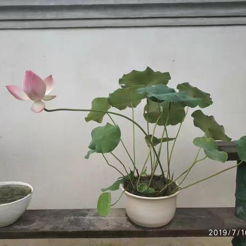 南翔古漪园荷花展