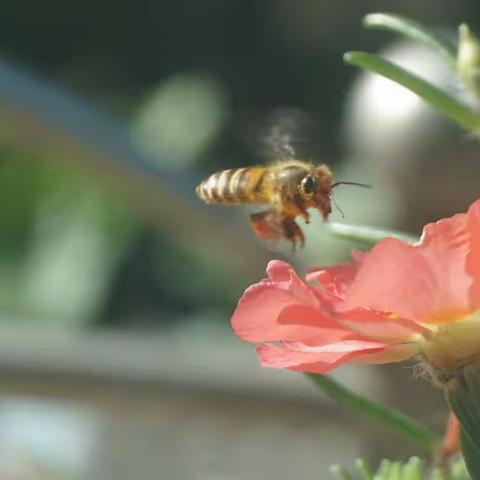 太阳花蜜蜂
