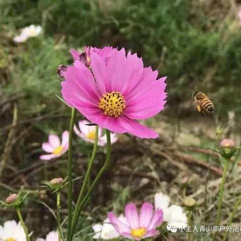 晓芝的美篇