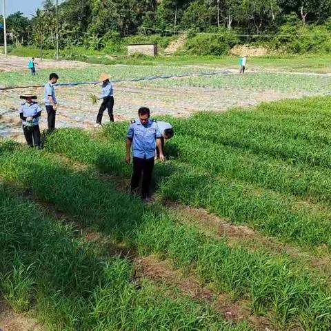 群英乡闲置十几年的撂荒土地溪浪“菜篮子”成功出菜