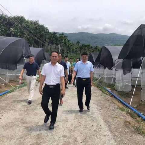 县农业农村局、农技局赴群英乡南平居溪浪、沟仔“菜篮子”基地实地调研