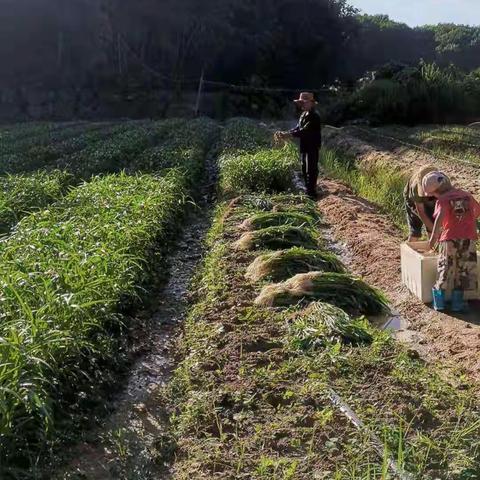 昔日撂荒地，今朝创收田。