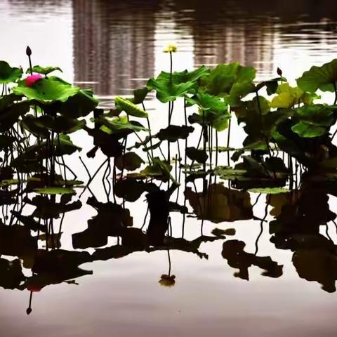 莫愁湖的荷花