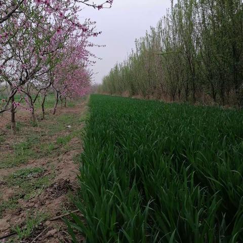 红花绿叶皆是春