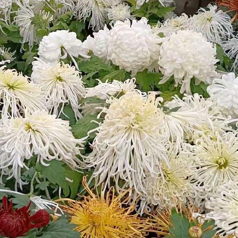 写给天堂里的岳母