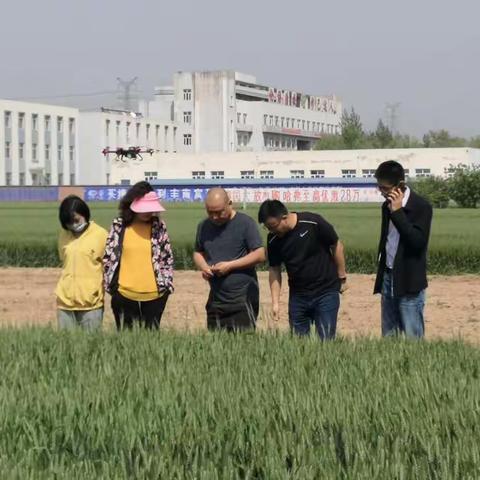 省站张进文副站长一行到唐督导小麦 “一喷三防”工作