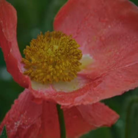 雨中《虞美人》浓艳而华丽