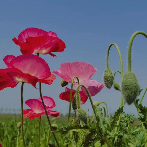 虞美人别来无样，婀娜多姿