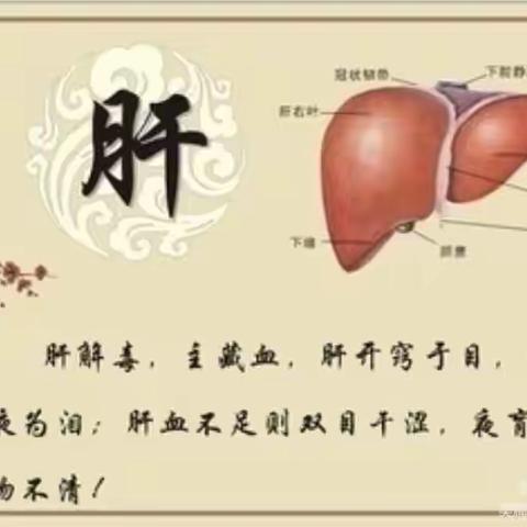 肝脏知识知多少？