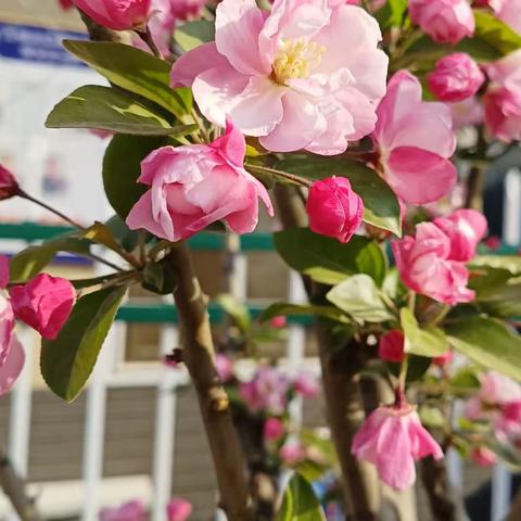东城幼儿园大班级部——次主题一《桃花朵朵开》