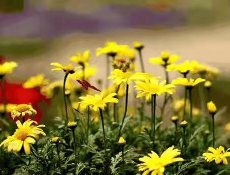 布好开学一盘棋——张振武小学2020年春开学纪实