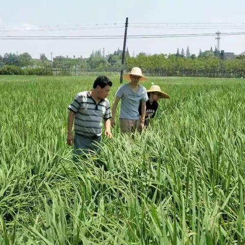 台风过后，婺城区农业农村局持续关注水稻细菌性病害