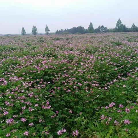 三服务  为基层送技术