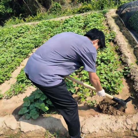 “我为农民建良田”婺城区开展粮食生产功能区非粮化整治区域测土配方施肥服务