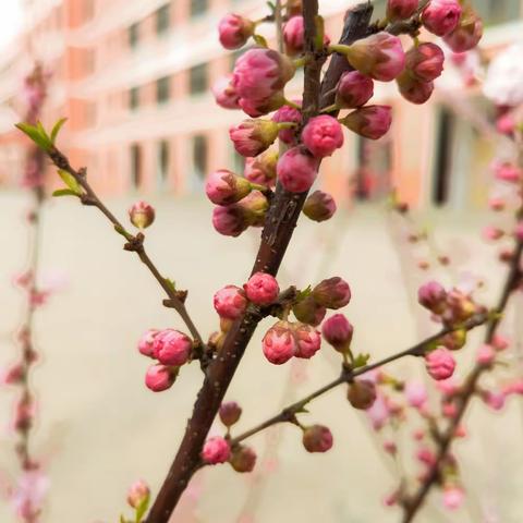 正是一年花好时,繁花似锦惹人醉——尹集镇中心小学校园春景
