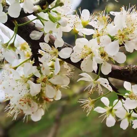 花（李花、山楂花、桃花、油菜花）花花争艳